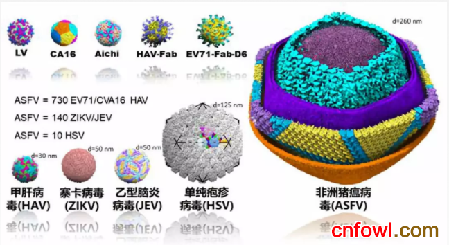 非瘟疫苗中试阶段已基本完成，正在接受评估